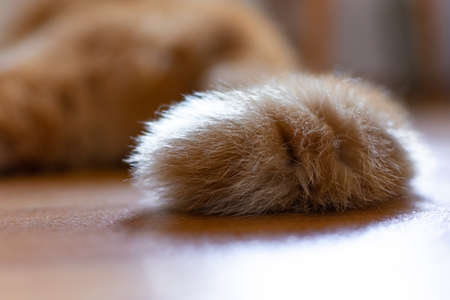 The tail of a kitten lying on the floor. The pet likes to sleep during the day. Motion blurの写真素材