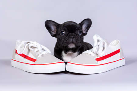 Little French bulldog puppy with boots on grey background. the concept of sports activities, walks in the Park in nature.の写真素材