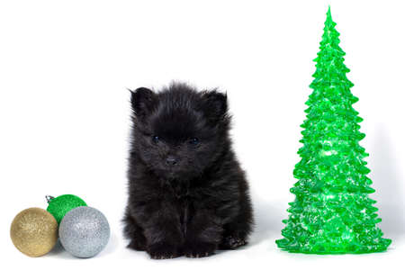 Toy Christmas tree with cute black Pomeranian puppy happy new year concept.の写真素材