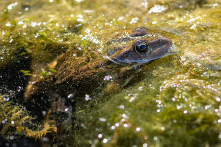 Macro photo Nature amphibian lake frog sitting on the water in the grass.
