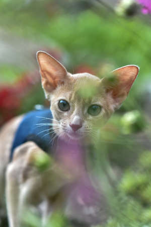 Abyssinian cat of fawn color, close-up portrait, walks along the lawn with flowers, space for textの写真素材