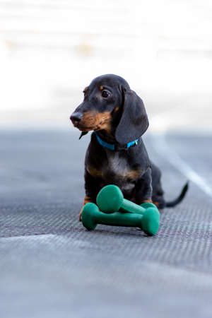 A small puppy Dachshund sits near the dumbbells on the outdoor Playground.Copy Spaceの写真素材