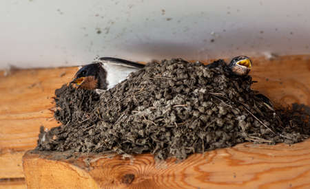 Birds and animals in the wild. The swallow feeds the Chicks in the nest and protects them from predators.の写真素材