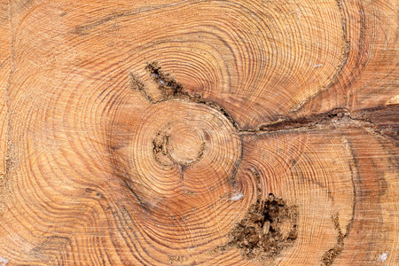 Wood texture of cutted tree trunk, close-up