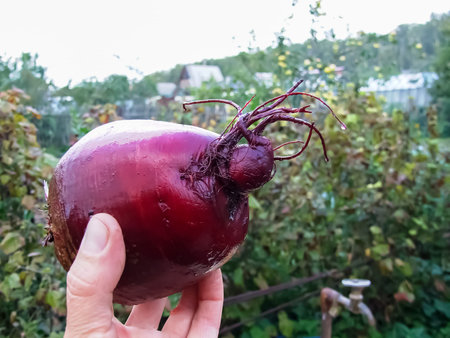 Farmer holding fresh beet. Vegetables harvest. Organic fresh harvested vegetablesの写真素材