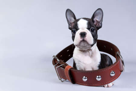 Boston Terrier a small puppy sits in a large collar and looks at the camera on a gray backgroundの写真素材