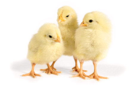 Three Chicks stand side by side. Easter picture for the holiday