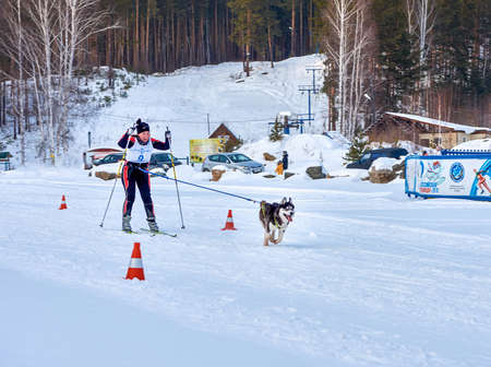 Dog skijoring. Winter sport championship competition. Husky sled dog pull musher on ski. Chelyabinsk, Russia, January 25, 2020のeditorial素材