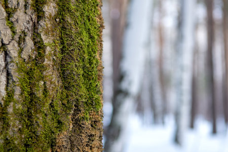 The bark of an old tree with green moss on the background of a winter forest.