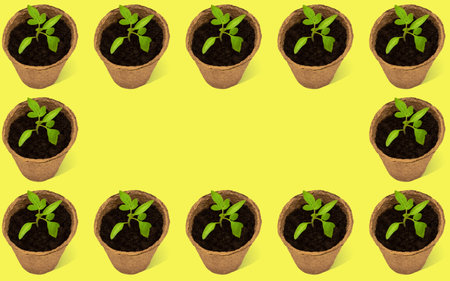 Young tomato plants in a peat pot pattern on a yellow background, minimal creative concept. Copy space.の写真素材