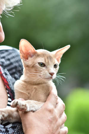 A young Abyssinian cat, fawn is sitting in the hands of the hostess. Pets walking outdoors, adventures on the green grass in the Park.の写真素材