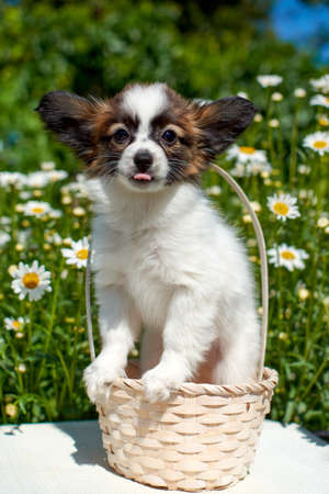 Papillon puppy in a summer basket with a blue bow on a background of chamomile flowers. Concept of a Sunny summer day.の写真素材