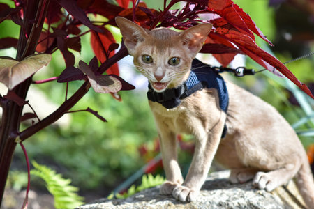 Young Abyssinian cat color Faun with a leash walking around the yard. Cute cat in harness sitting on...