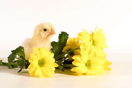 Cute chicken in yellow chrysanthemum flowers . The concept of a good mood in the morning. Copy space for inscription.の写真素材