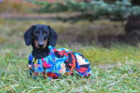 Dog Dachshund. Walking dogs in bad weather. Warm, elegant clothing for dogsの写真素材