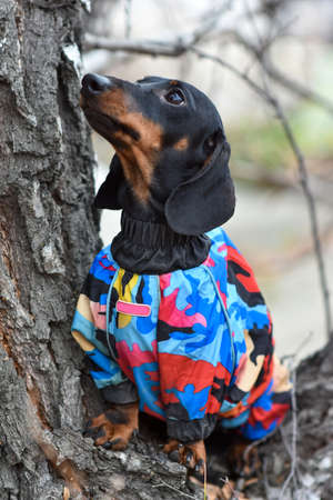 The Dachshund dog is sitting near a tree. Walking dogs in bad weather. Warm, elegant clothing for dogsの写真素材