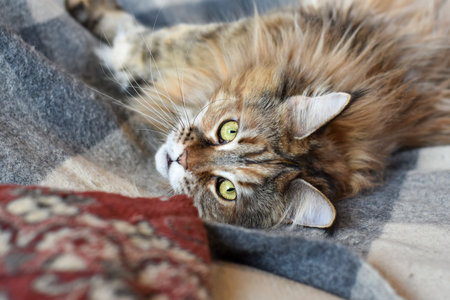 Portrait of a domestic cat of the Maine Coon breed color torti on the sofa on a gray blanket.