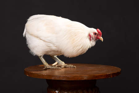 Portrait of a white rooster without a tail on a black background, araucana breedの写真素材
