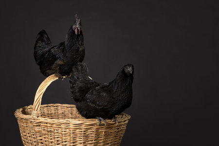 Close up of a black rooster and a chicken on a wicker wooden basket isolated on a black background...