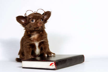A small Chihuahua puppy with glasses is sitting next to a book. The concept of home schoolingの写真素材