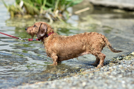 A dog walks along the lake shore on a hot summer Sunny day. Dog breed wire-haired Dachshund red...
