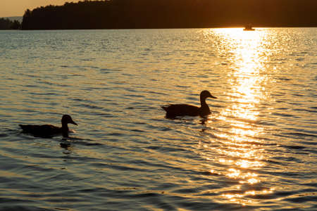 Ducks on lake Uvildy at sunset, Uralの写真素材