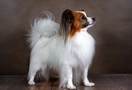 Studio shot of an adorable white Papillon dog on a dark backgroundの写真素材
