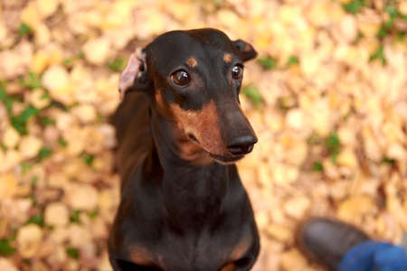 Portrait of an elderly black and tan Dachshund dog on the background of an autumn Park, top viewの写真素材