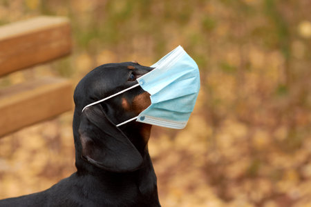 Portrait of a Dachshund dog in a blue anti virus medical mask on the background of an autumn Park