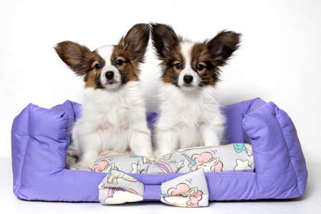 Two cute Papillon puppies are sitting on an animal pillow. Purple bed for the Pets.の写真素材