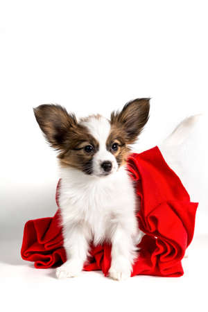 A Papillon puppy in a red scarf and Christmas hat stands and looks at the camera on a white backgroundの写真素材