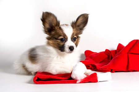 A Papillon puppy in a red scarf and Christmas hat stands and looks at the camera on a white backgroundの写真素材