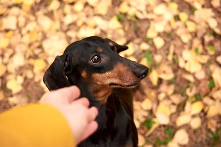Portrait of an elderly black and tan Dachshund dog on the background of an autumn Park, top viewの写真素材