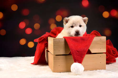 A white Shiba inu puppy wearing a red Santa hat on a colorful bokeh background. electoral focus. greeting cardの写真素材