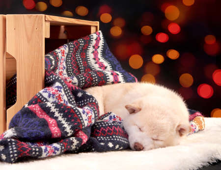 Little cute white puppy Shiba inu sleeps on a colored knitted sweater against the background of a wooden box.の写真素材
