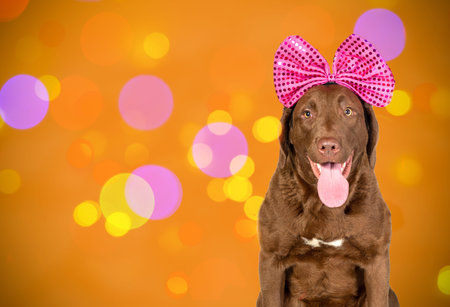 Portrait of a Chesapeake Bay Retriever dog with a large Christmas bow on an elegant background in the Studio. The concept of Christmas and holidays.の写真素材