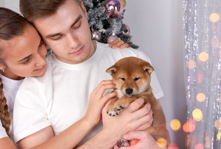 A happy young couple received a Shiba inu puppy as a Christmas giftの写真素材