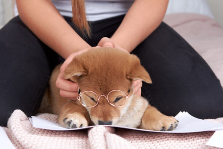 The man on the bed puts on a small puppy shiba inu toy glasses. Homeschooling and the freelancer lifestyle.の写真素材