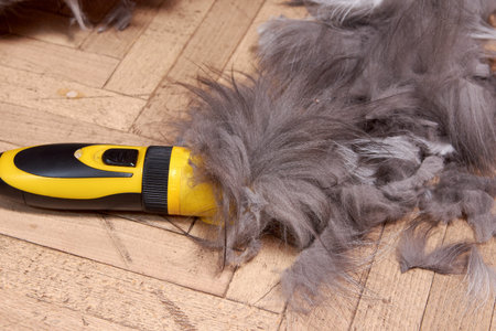 Haircut of a fluffy gray Persian cat at home