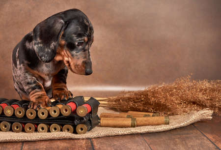 A cute little dachshund puppy of marble color sits with a bandolier and cartridges.の写真素材