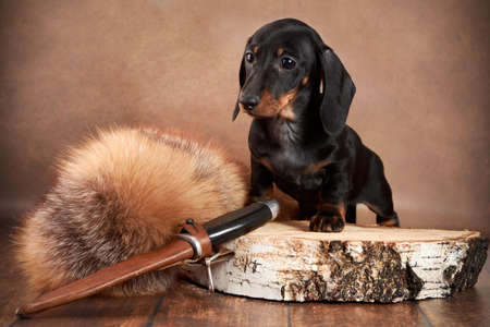 A small dachshund puppy of black and tan color stands next to a hunting knife and fur of a fluffy animal on a brown background. Outdoor Dog Hunting conceptの写真素材