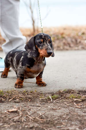 The owner keeps a small marble-colored dachshund puppy on a leash near his feet on a walk in the park. The dog snuggles up to the man and waits for him to protect him from the big world.の写真素材