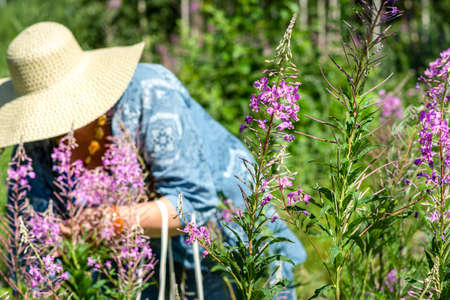 An elderly woman in the field collects the leaves of Ivan-tea for fermentation. Collection of medicinal herbsの写真素材