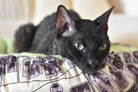 Adorable curly cat Ural Rex sits near on the bed and looks with green eyes.の写真素材