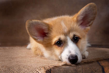 Charming sad puppy Welsh corgi Pembroke lies and looks at the camera on a dark backgroundの写真素材