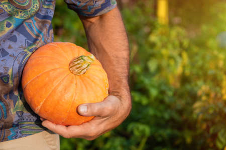 A man holds a yellow pumpkin. Preparing for Halloween. Pumpkin harvest. A pumpkin in the hands of a man on a background of greenery.の写真素材