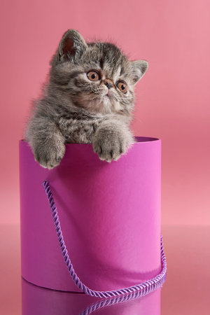 Brown Exotic Persian kitten sitting in a pink box on a pink backgroundの写真素材