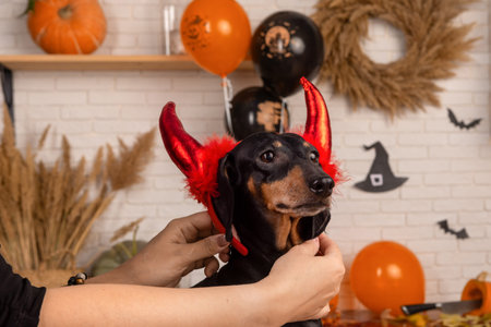 Dachshund dog dressed as a witch with a mistress decorate the house for Halloween. Getting ready to...