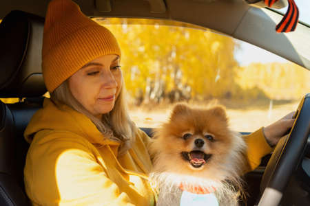A beautiful positive woman in yellow clothes on a picnic sitting in a car with her dog Pomeranian on an autumn day. The concept of the road, freedom, rest, travelの写真素材