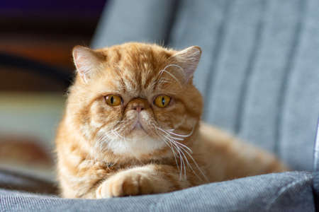 A beautiful exotic shorthair cat of red color lies on a home chair.の写真素材